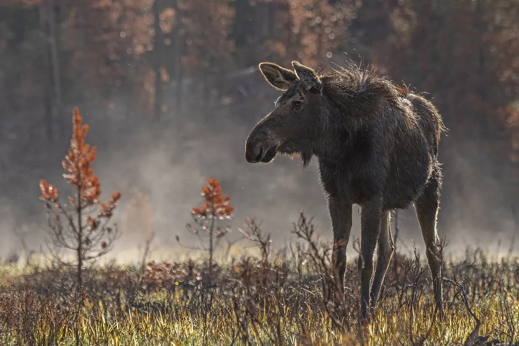 a moose stands in a foggy field