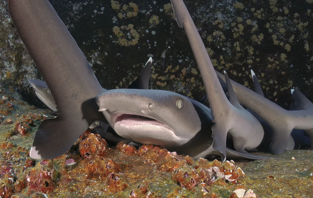 a whitetip shark sleeps on the ocean bottom