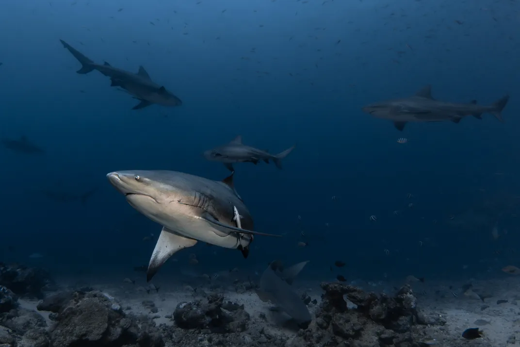 a group of bull sharks in the ocean