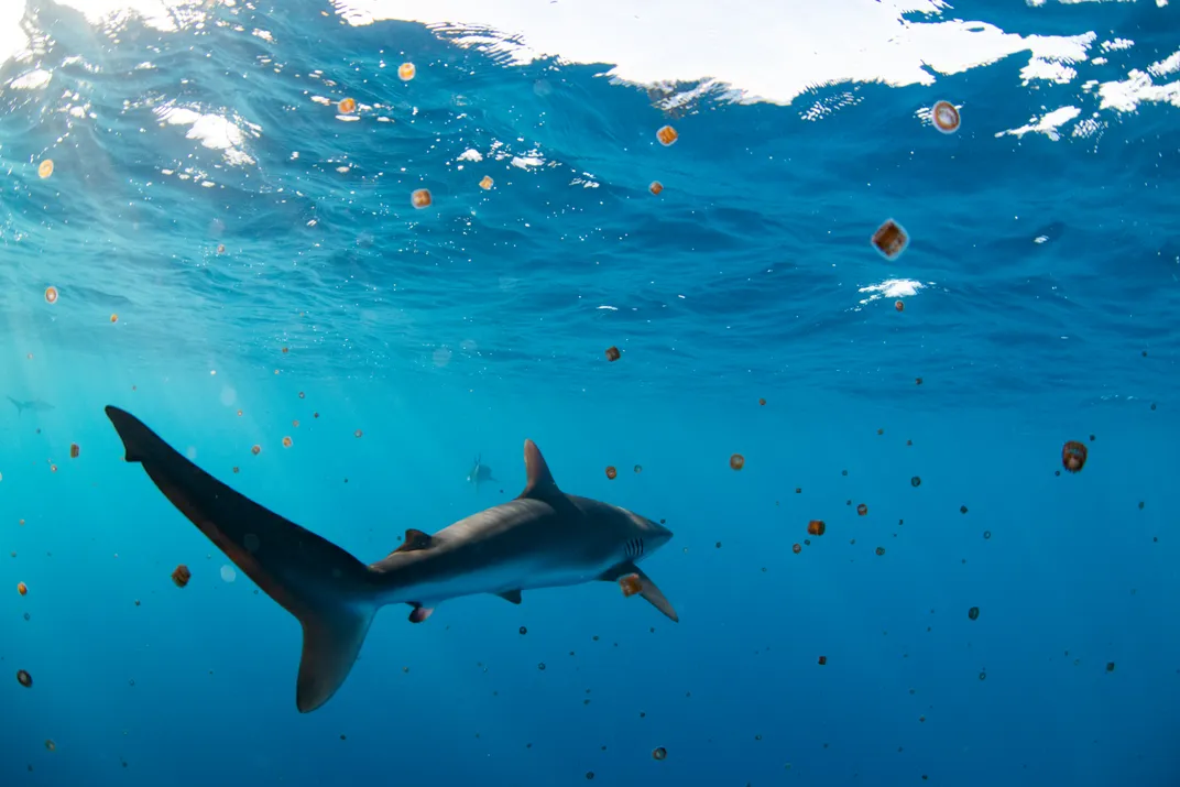 a shark swimming a smack of jellyfish