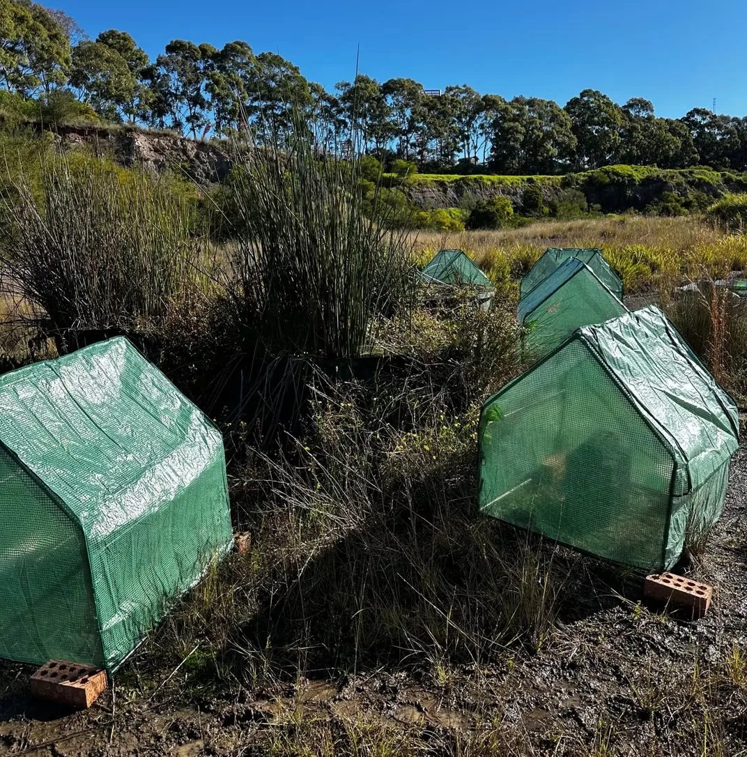 Little green tents sitting on the ground outside