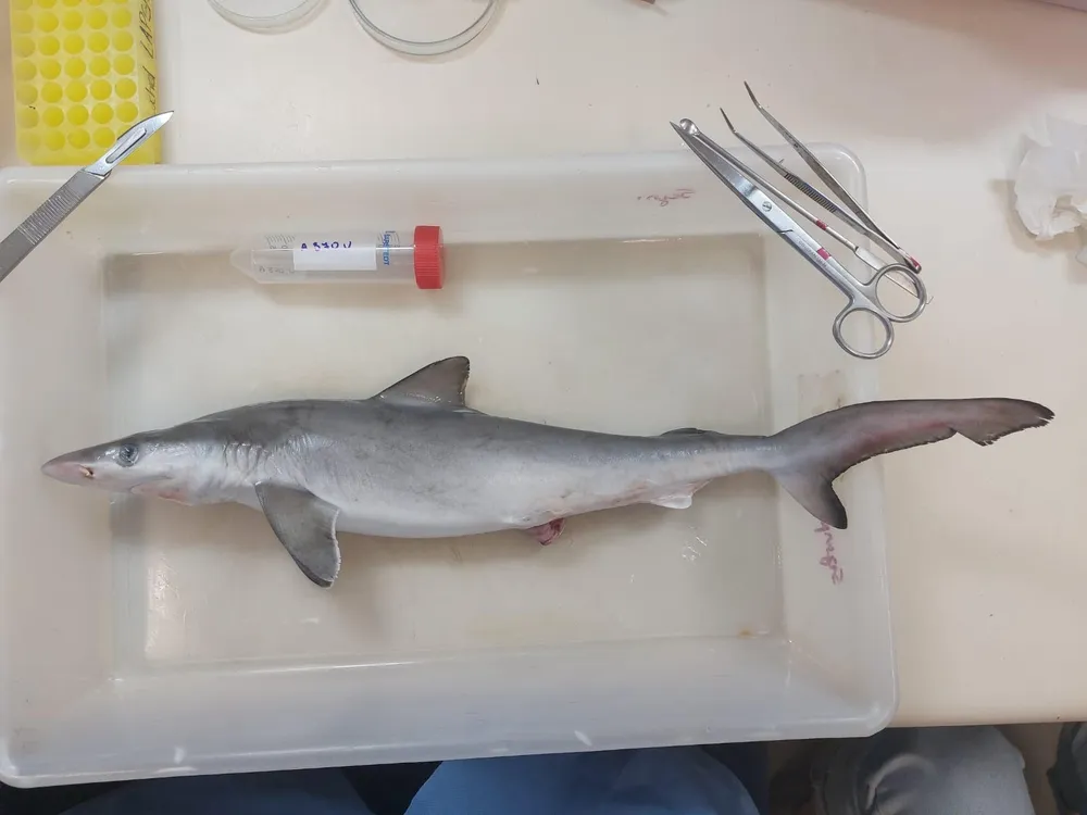 Small shark lying on a laboratory table with instruments nearby