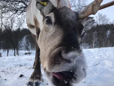 While they chew their cud, reindeer brains shift into a state of non-REM sleep.