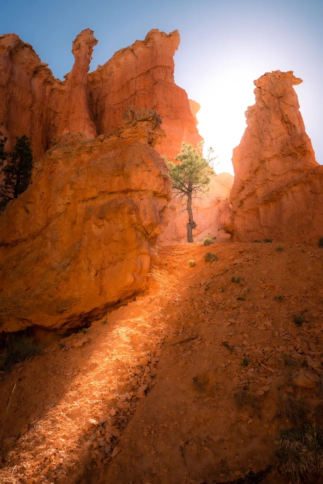 A single tree in a desert landscape