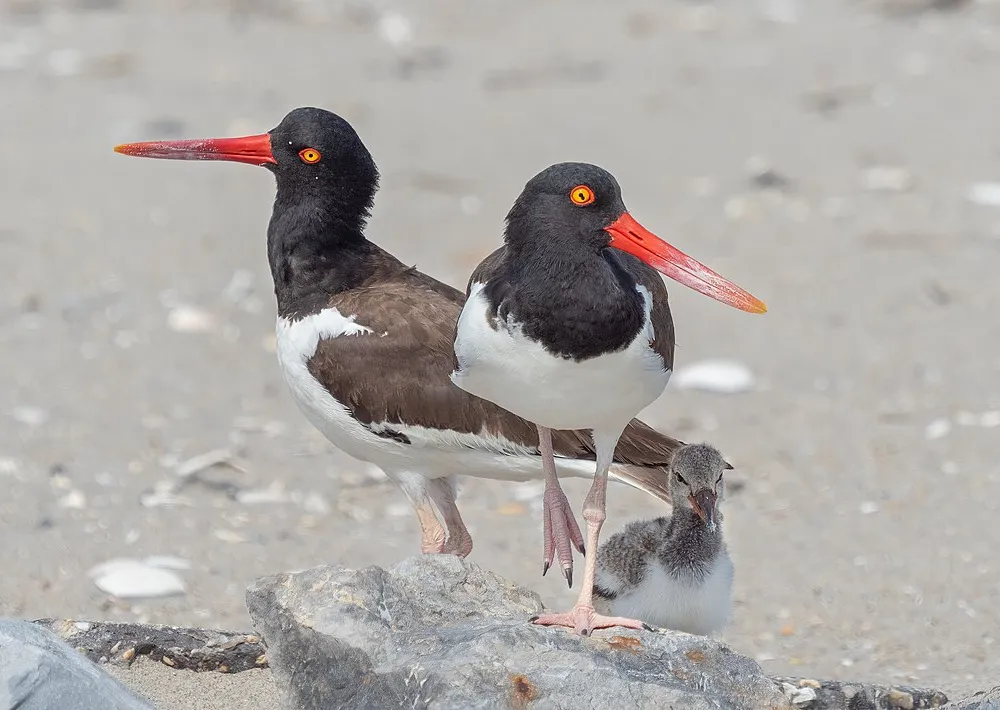 Two large birds standing next to a chick