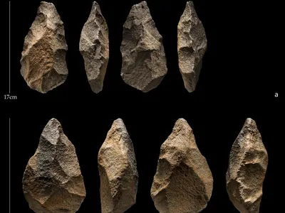 Hand axes from the site of Saffaqah, Saudi Arabia.