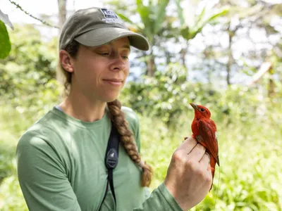 Dr. Ruth Bennett holding Summer Tanager