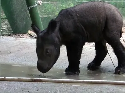 The new baby takes his first sip of water.