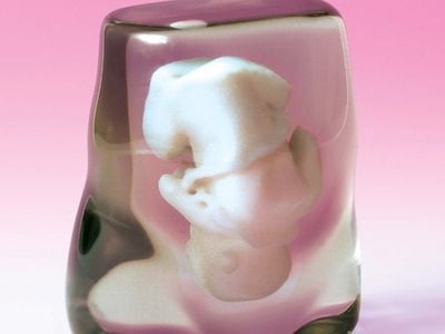 Clear rosin represents the mother’s tissue, while the fetus is suspended in white.