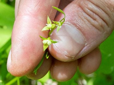 False mermaid-weed is small and only emerges for a short window every spring.