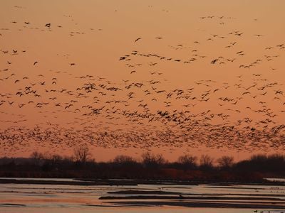 Sandhill cranes fly over Nebraska&#39;s Platte River, where they gather each year during their spring migration, in 2009.