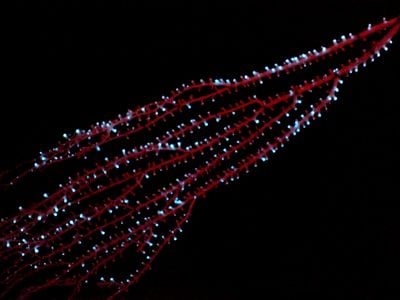 The bamboo octocoral Isidella sp.&nbsp;displaying bioluminescence in the Bahamas in 2009.