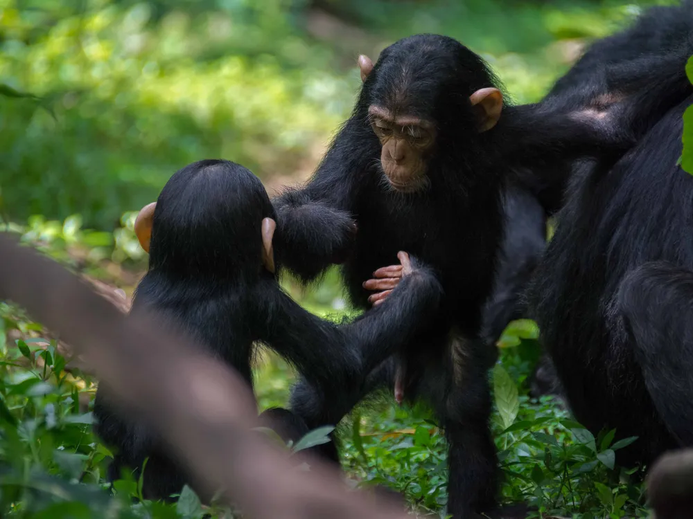 two young chimpanzees face each other with their hands out in gestures