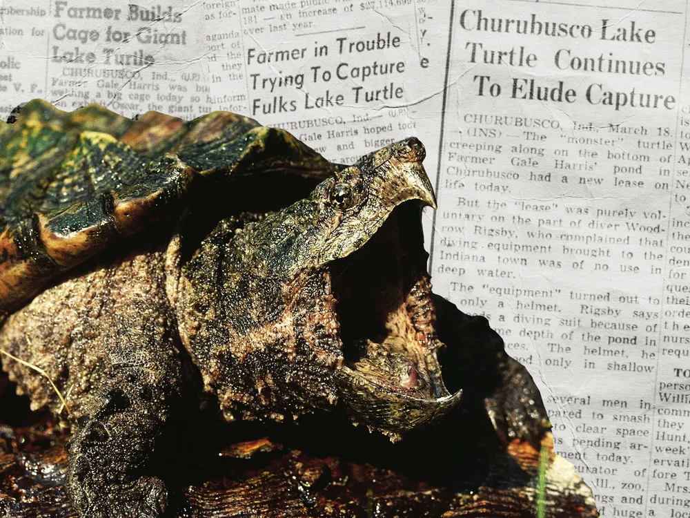 Alligator Snapping Turtle