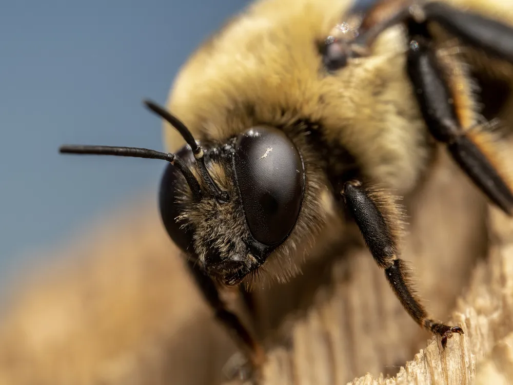 Morrison's Bumblebee