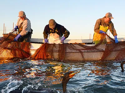 A group of  men on a boat work to haul nets in on the ocean