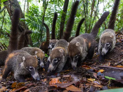 Coatis-Credit Christian Ziegler-Max Planck Institute of Animal Behavior.jpg