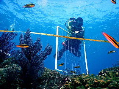 Covid-19 lockdowns had all kinds of effects on wild populations, helping some and hindering others. In one Mexican marine park, though, the sudden lack of tourists led to an increase in the density and diversity of marine species.