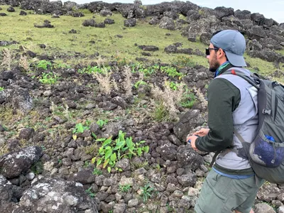 Robert DiNapoli, co-author of a new study about population dynamics on Rapa Nui, stands in front of a rock garden on the island. People used rocks to make the volcanic land more suitable for farming.