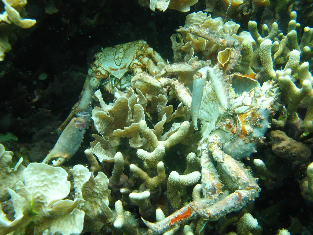 The corpses of two crabs are splayed out on pale corals, against a black background.