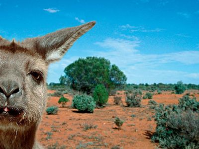 Koalas, kangaroos and wallabies are abundant on the island and not particularly fearful, so it’s possible to have close encounters with these distant mammalian kin.