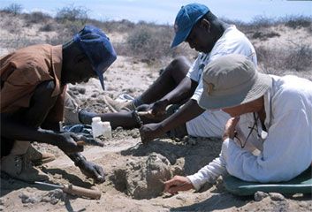 A field crew in Kenya excavates a Homo erectus skull.