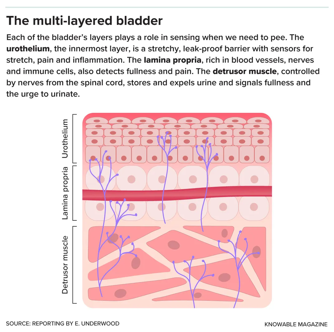 Layers of Bladder