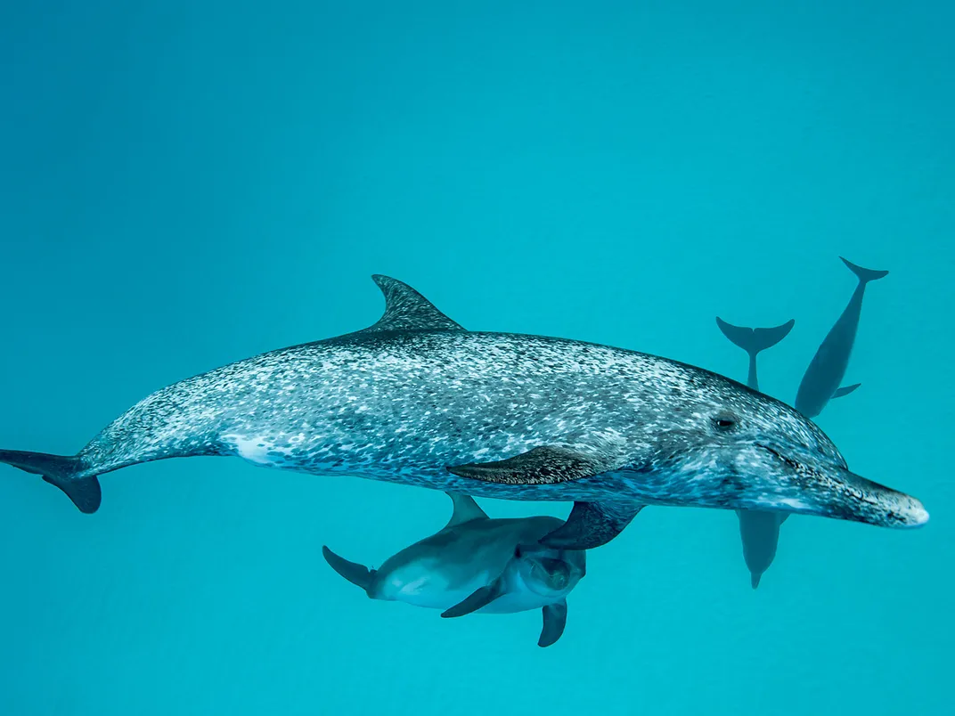 Atlantic Spotted Dolphins