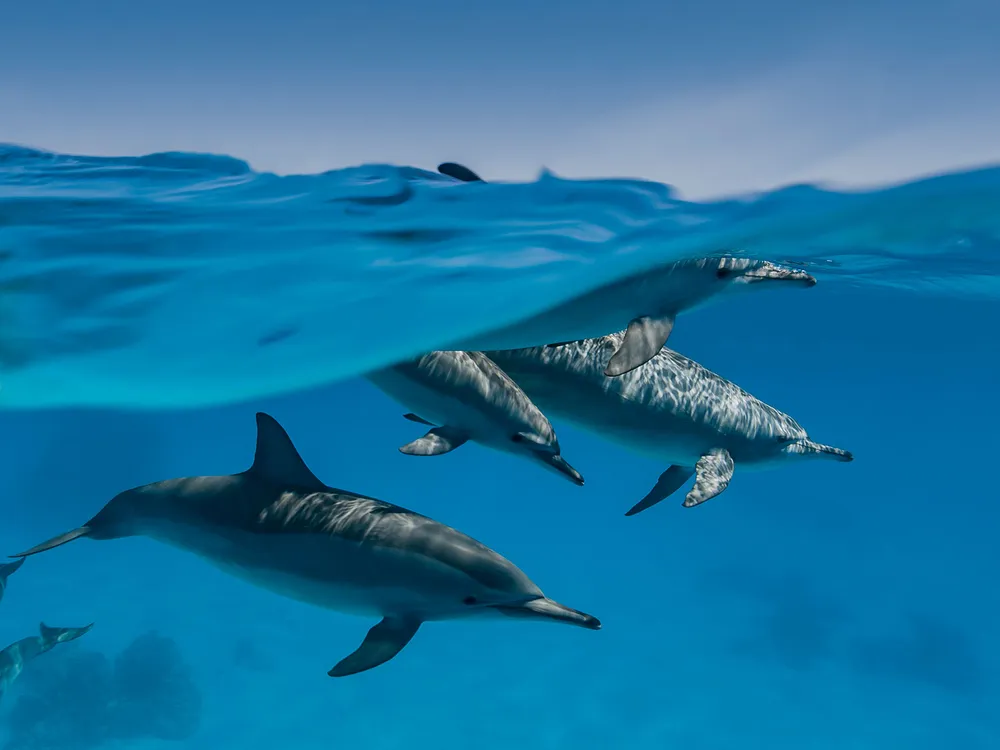 Spinner Dolphins