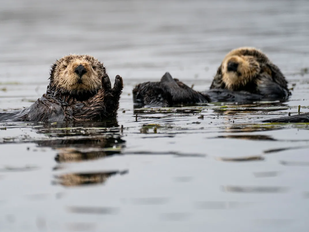 Sea Otters