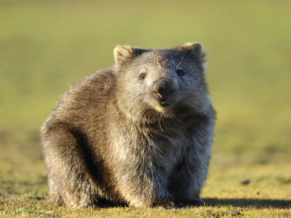 A wombat standing in short grass