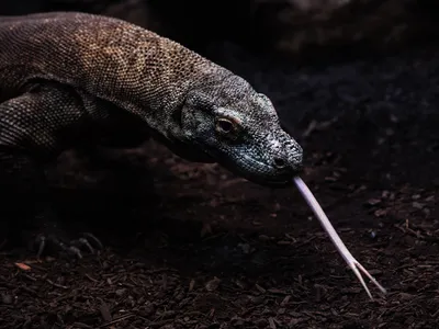 A coating of iron on Komodo dragons&#39; teeth could help keep them sharp for tearing into prey, as well as protect them from digestive acids.