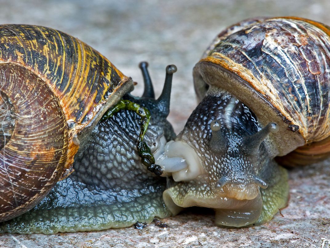 Snails Mating