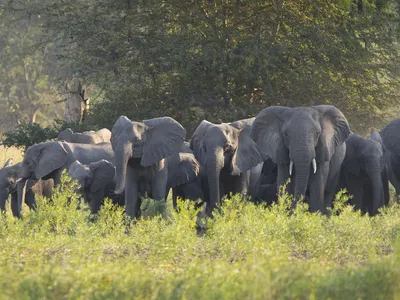 <p>Poaching was amplified during Mozambique’s civil war between 1977 to 1992 to finance the war efforts. Elephant population numbers dropped from 2,500 individuals to around 200 in the early 2000s.<br />
 </p>