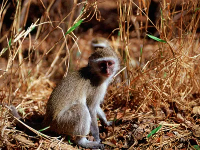 Vervet monkeys among fallen dead leaves and grass