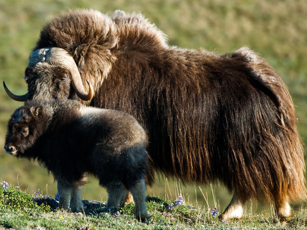 Musk Ox