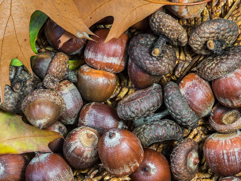 Acorns on the Ground