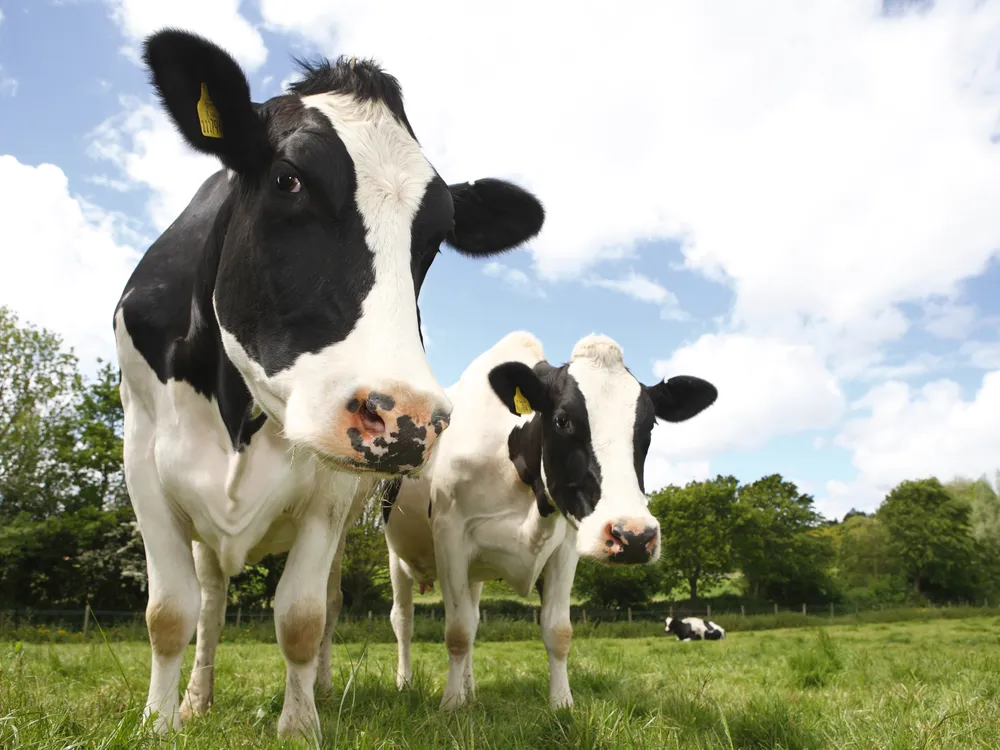 two black and white cows stand in a field facing the camera with trees in the background