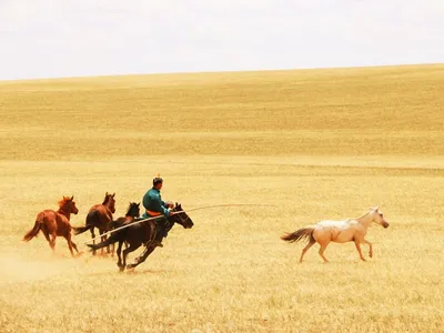 A horse herder in Inner Mongolia, China, in July 2019.