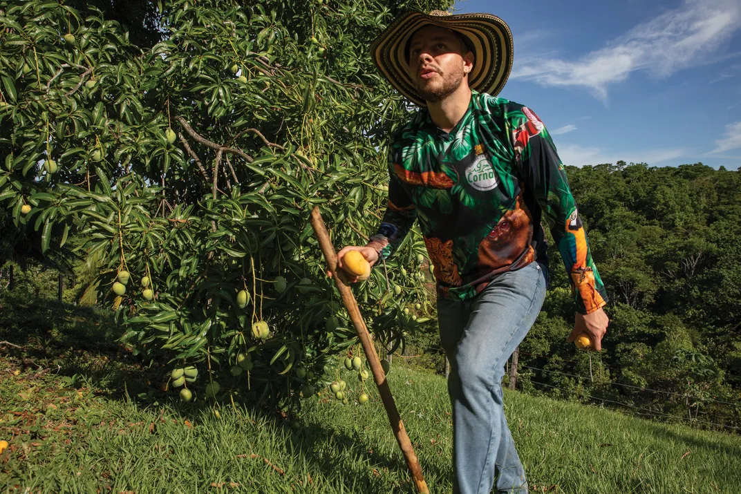 Alejandro Mira, a veterinarian with Cornare, an environmental agency, collects mangoes from a local farm to lure hippos into corrals where they can be sterilized.