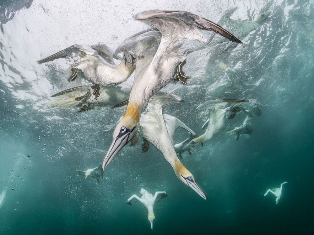 Northern Gannets