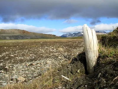 Tusks and other fossilized remains are all that&#39;s left of the woolly mammoths that lived on Wrangel Island thousands of years ago.