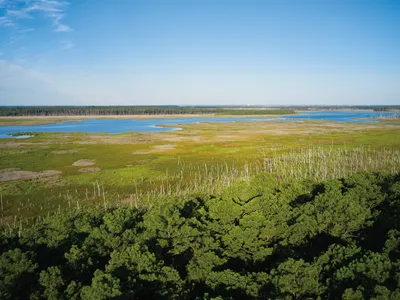 On the Eastern Shore of Maryland, the bare, whitened trunks of a &ldquo;ghost forest&rdquo; are one of the effects of surging waters that turn woodland into marsh.