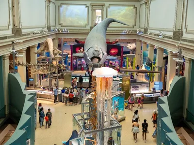 A museum with a large scale whale overtop and visitors exploring the exhibit