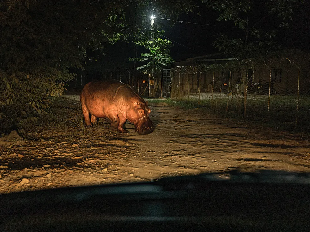 OPENER - A hippo crosses a rural road near Doradal, Colombia. Experts say that left unchecked the hippo population could grow to 1,400 by 2040.