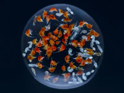 Copepods at various life stages teem inside a water droplet. The creatures go through six larval and six juvenile stages between egg and adulthood. They grow a new pair of legs at each stage.