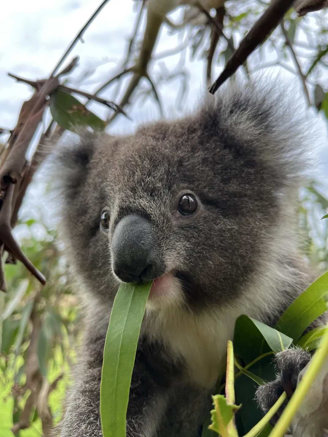 This Island Is Inhabited by More Koalas Than Humans