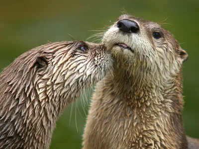 Two brown and gold otters nuzzle each other’s muzzles among the greenery.