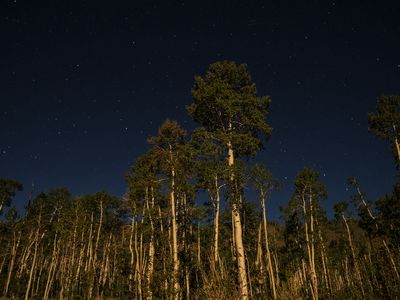 With one vast root system, Pando weighs more than 6,600 tons and contains approximately 47,000 genetically identical stems (or branches).