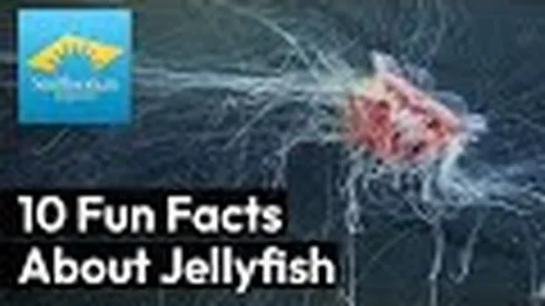 Preview thumbnail for 10 Fun Facts About Jellyfish